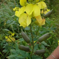 Crotalaria micans Link